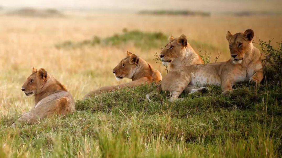 Lion Pride Savannah B-Roll | Free Stock Footage