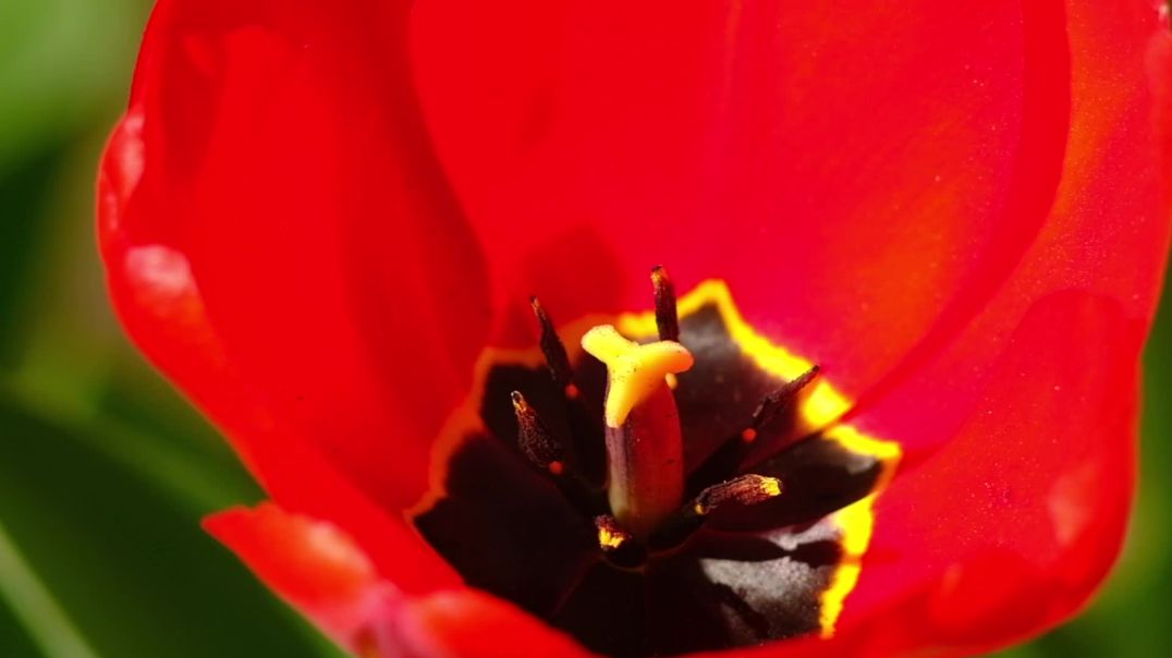 Red Tulip Macro Close-up | Free Stock Footage B-Roll