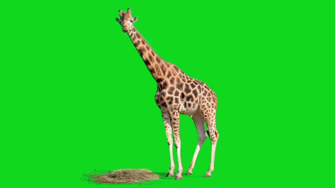 ⁣Realistic Giraffe Standing and Looking Around on Green Screen – Free Stock Footage for Video Editors