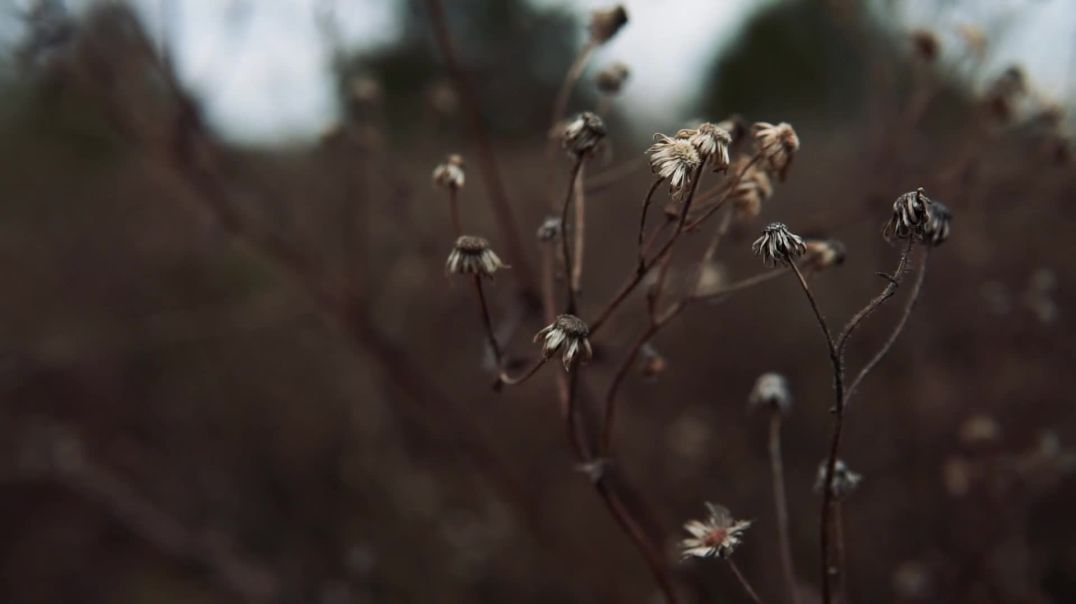 Cinematic Dried Flowers B-Roll | Free Stock Footage