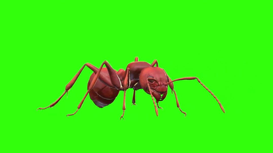 ⁣Realistic Red Ant Walking and Moving on Green Screen – Free Stock Footage for Educational Content an