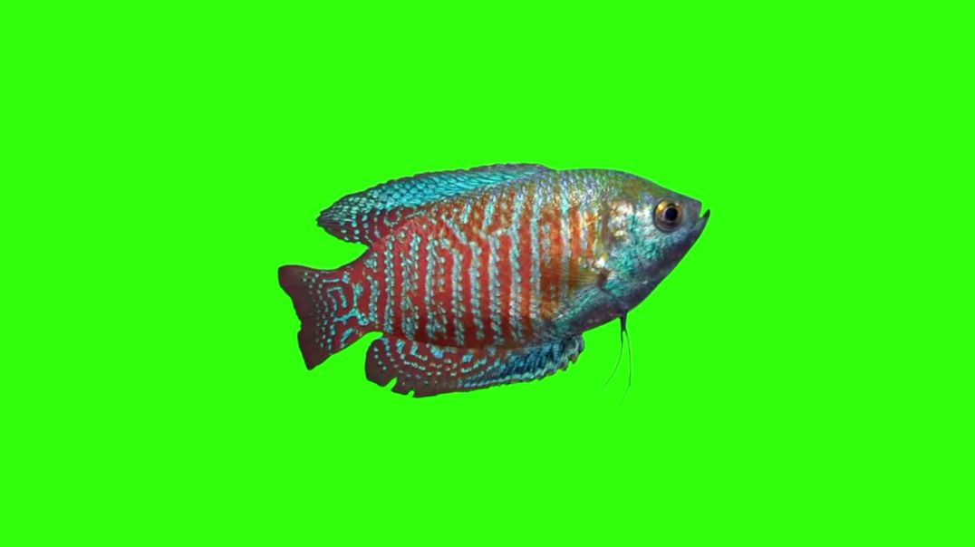 ⁣Realistic Tropical Fish Swimming on Green Screen – Free Stock Footage for Underwater Visuals & V