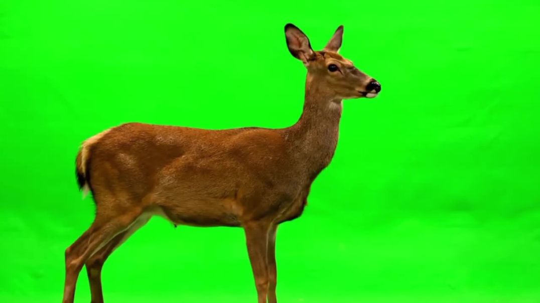 ⁣Female Deer Shaking Head Green Screen - Free Download