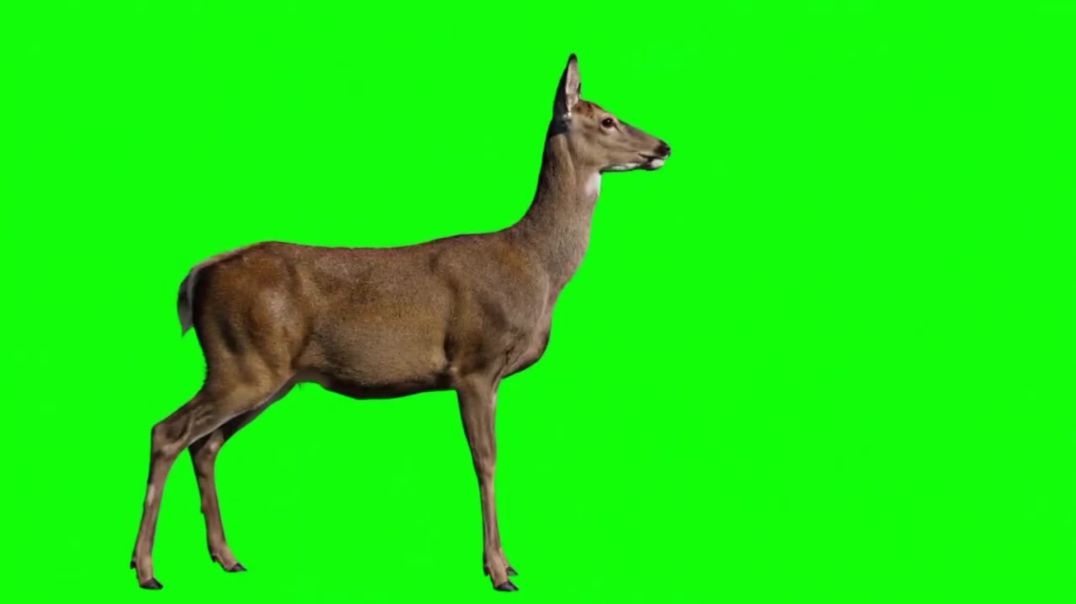 ⁣Standing Deer Green Screen - Free Stock Footage