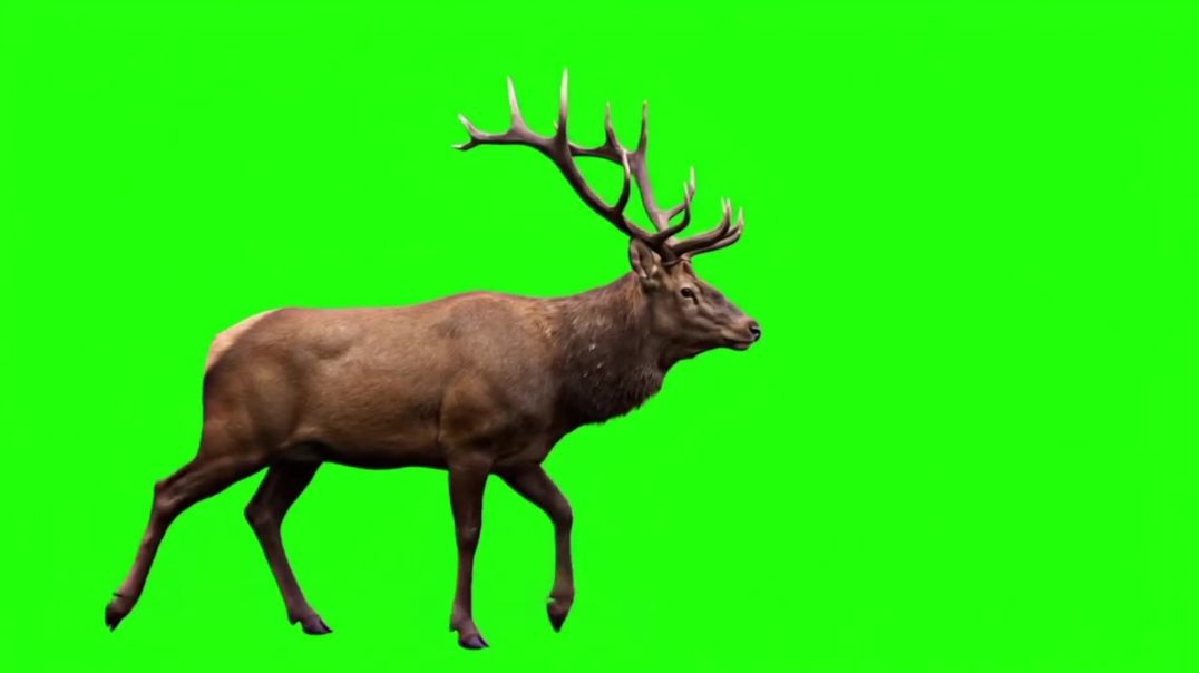 ⁣Walking Deer Green Screen - Free Stock Footage