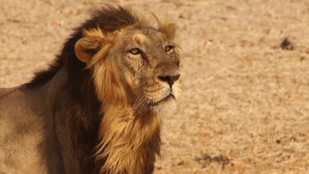 Majestic Lion Portrait Cinematic B-Roll