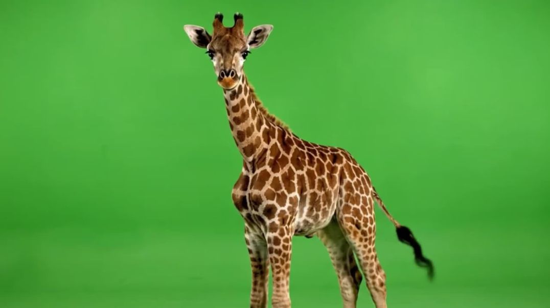 ⁣Baby Giraffe Front View Green Screen – Free Stock Footage