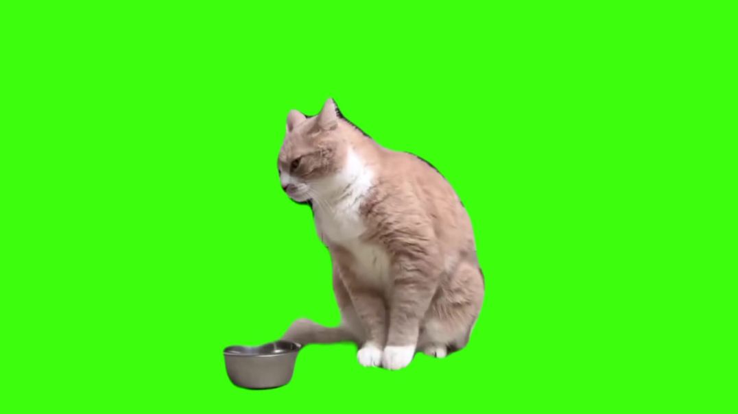 ⁣Funny Cat Hammering Green Screen Free Stock Footage