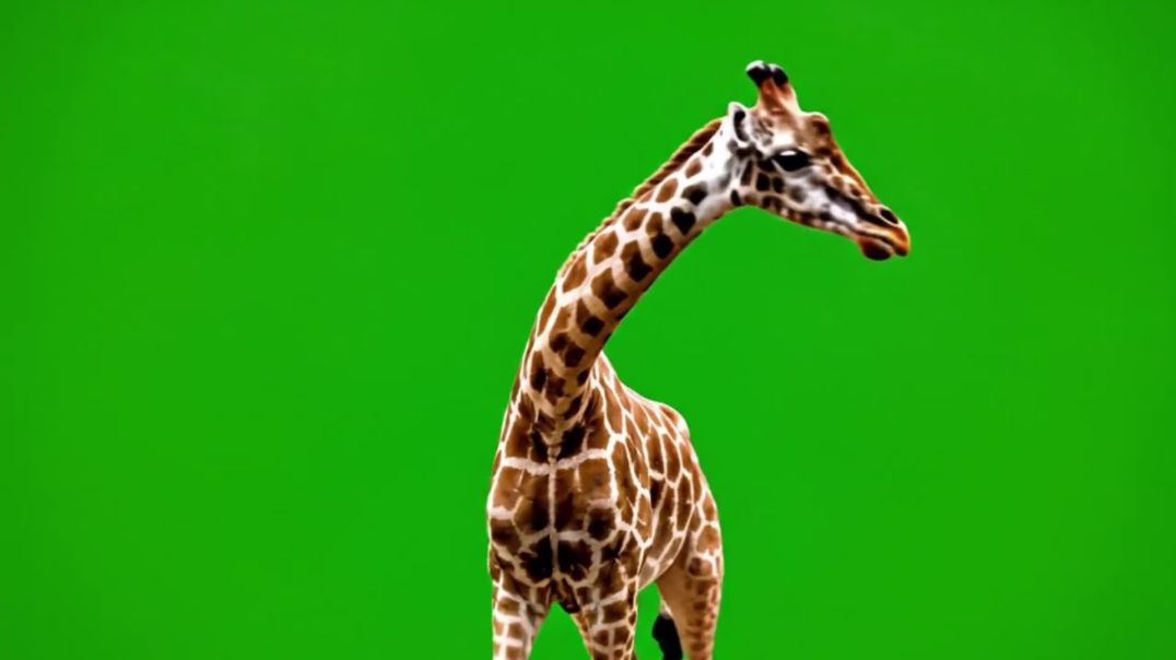 ⁣Giraffe Close-up Head Movement Green Screen Video
