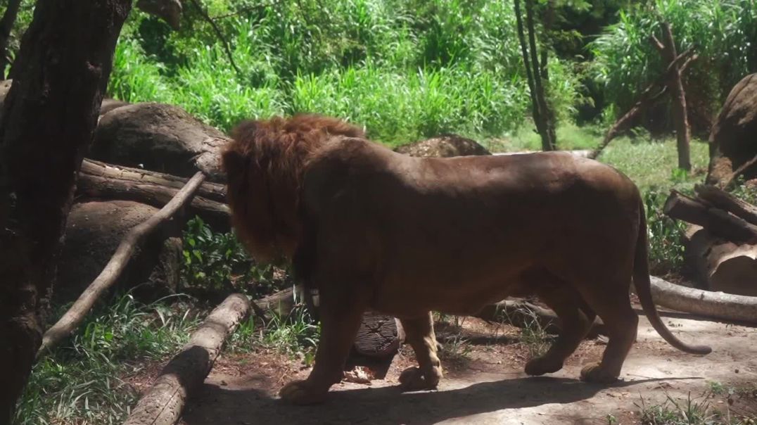 ⁣Majestic Male Lion Cinematic Wildlife B-Roll