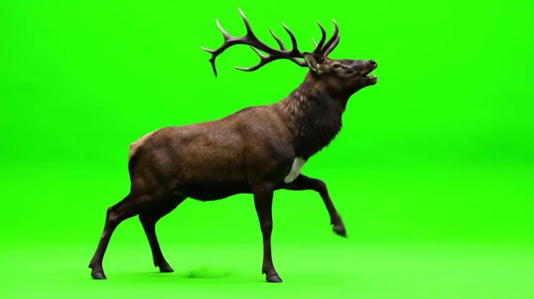 ⁣Deer Walking and Roaring Green Screen - Free Download