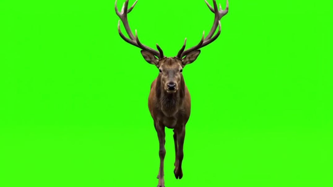 ⁣Stag Walking Towards Camera Green Screen - Free Download