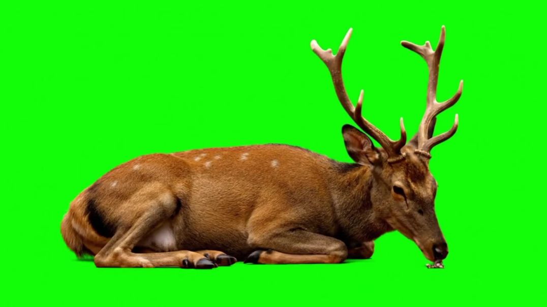 Deer Sitting and Eating Green Screen - Free Download