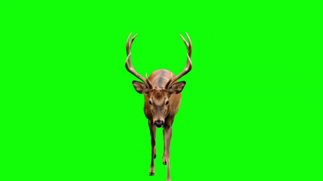 ⁣Deer Walking Green Screen - Free Stock Footage