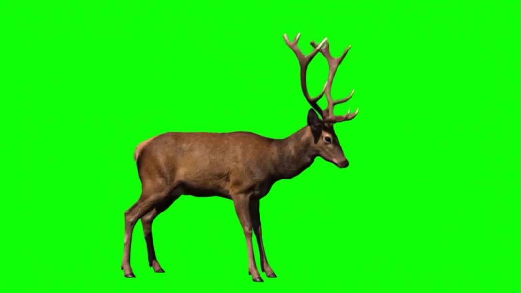 Stag Jumping Green Screen - Free Stock Footage