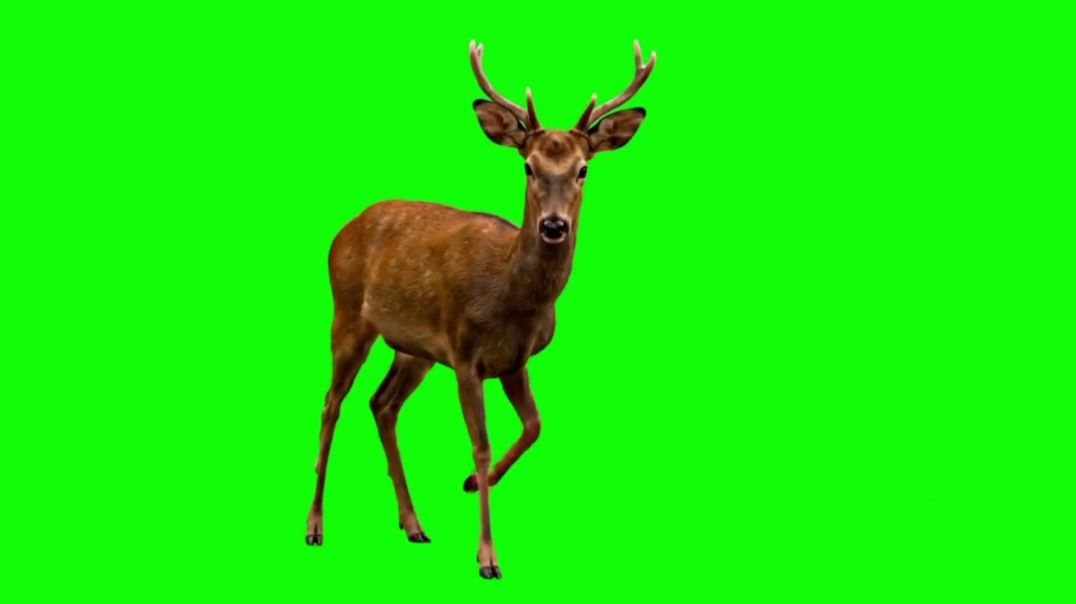 Stag Stomping Ground Green Screen - Free Download
