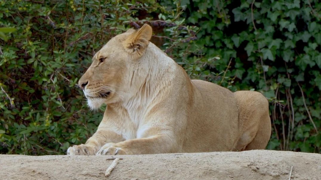 Majestic Lioness Resting in Nature B-Roll