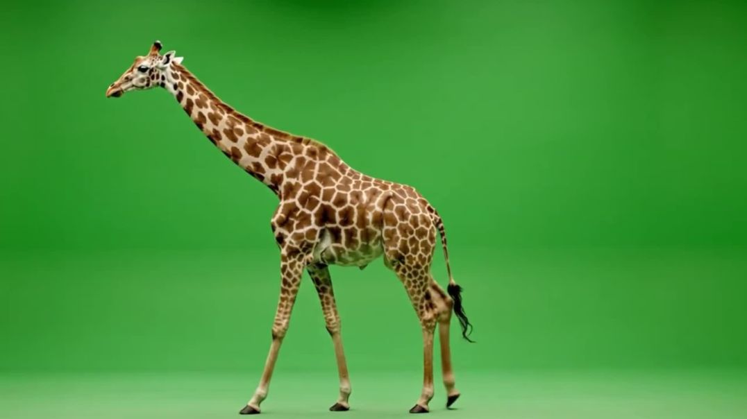 ⁣Giraffe Walking Right to Left Green Screen Footage
