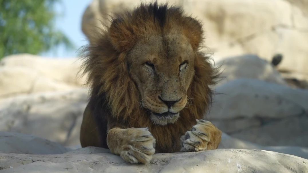 ⁣Majestic Lion Close-up Cinematic B-Roll