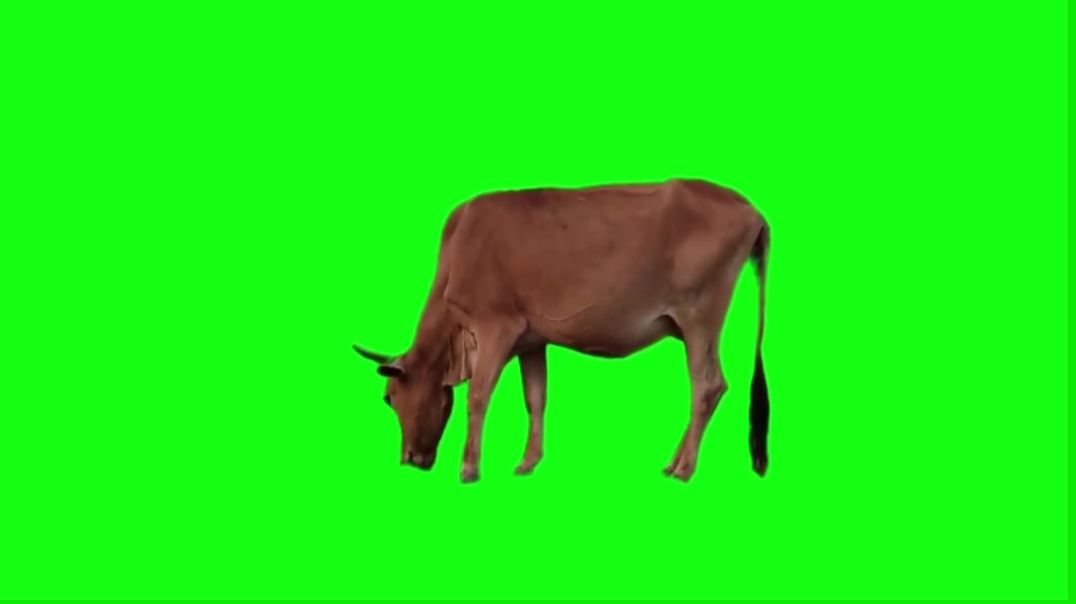 Brown Cow Grazing Green Screen - Free Download