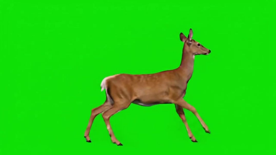Female Deer Running Green Screen - Free Stock Footage