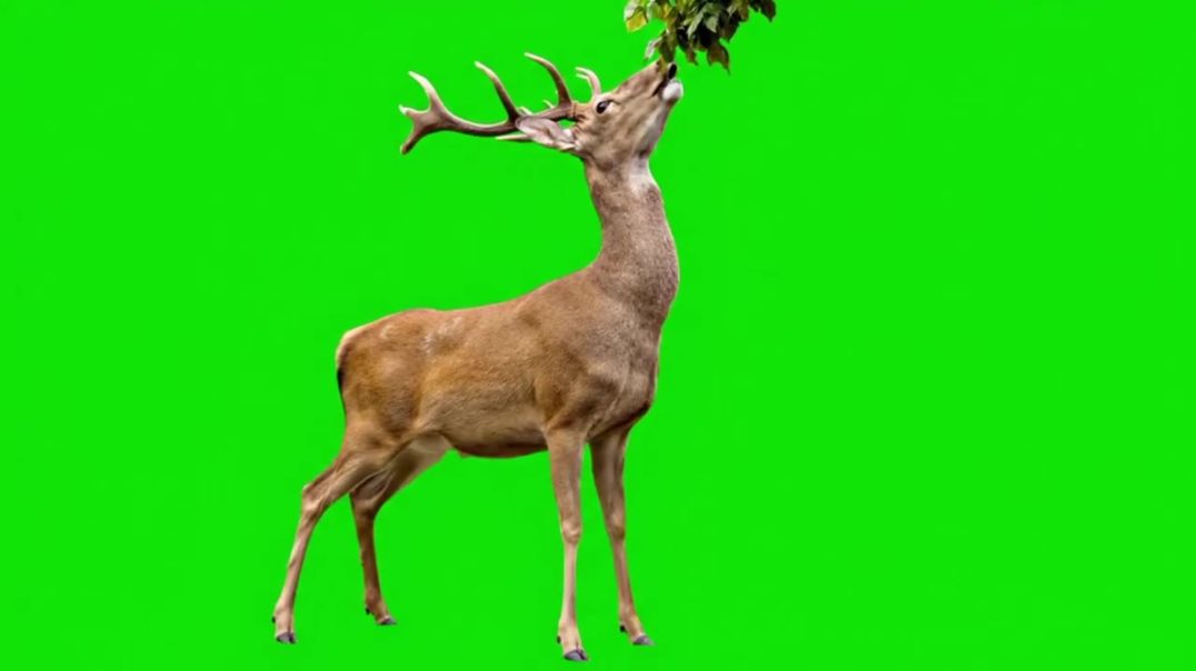 ⁣Majestic Stag Eating Green Screen - Free Stock Footage