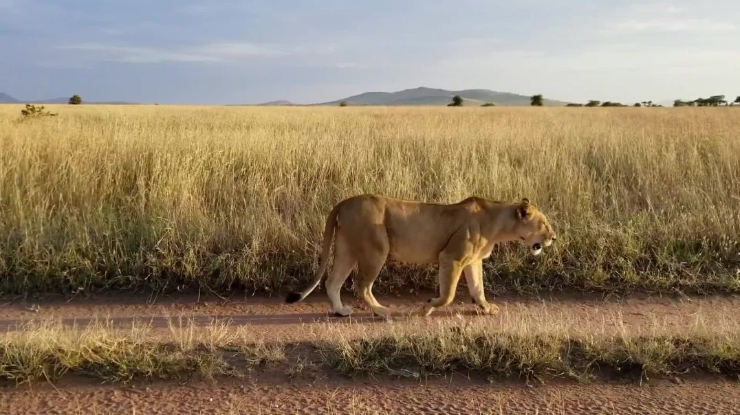 ⁣Majestic Lions in the Wild - Free Cinematic B-Roll