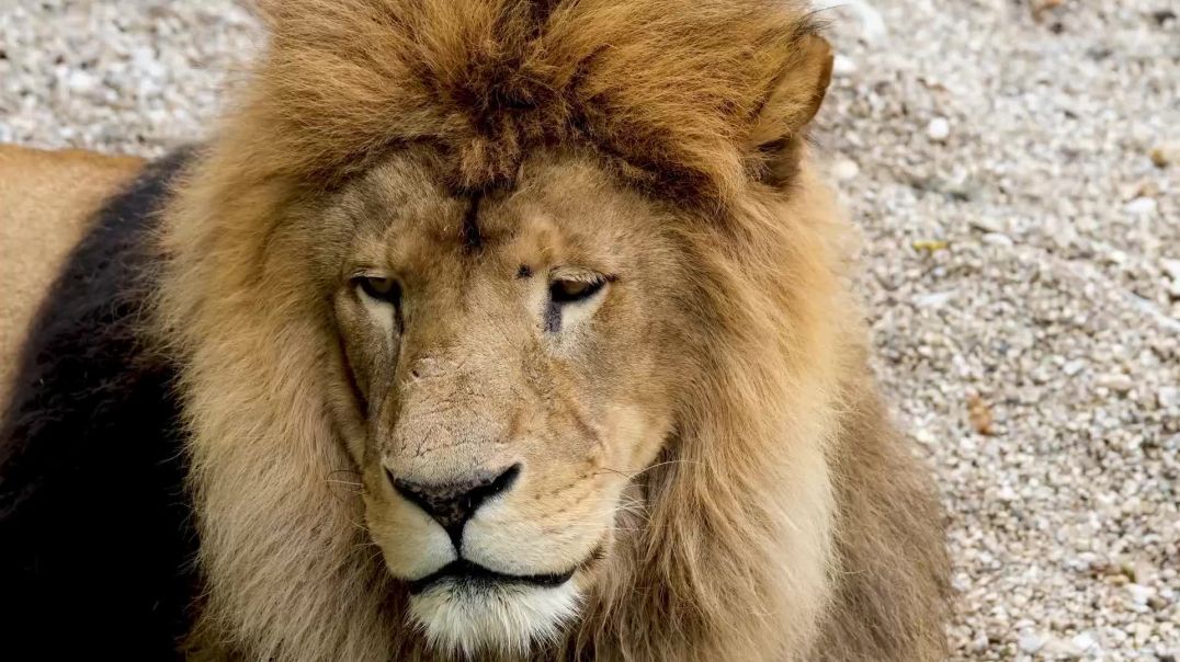 Majestic Lion & Lioness | Free Stock Footage
