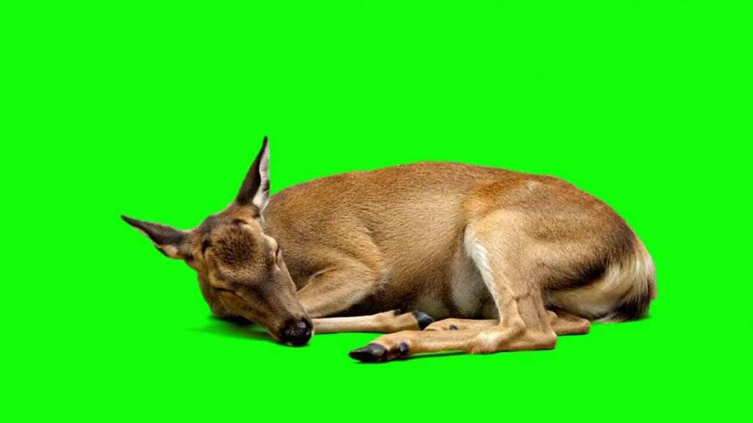 Sleeping Deer Green Screen - Free Stock Footage
