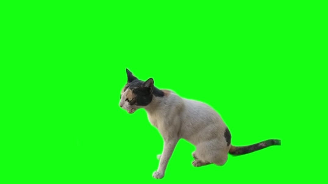 ⁣Cat Meowing Green Screen - Free Download Stock Video