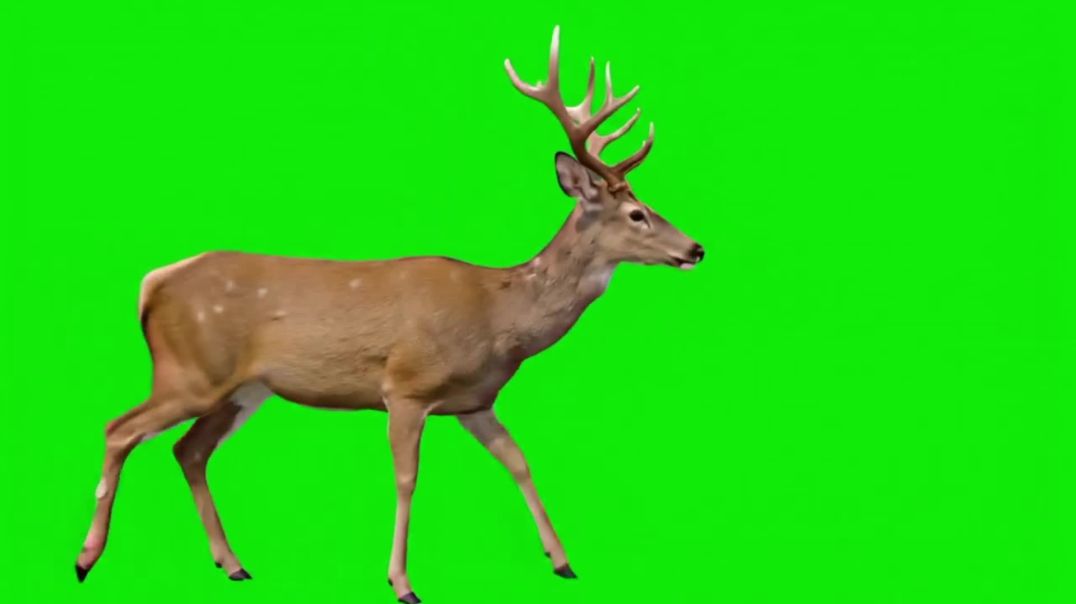 ⁣Buck Walking Green Screen Video - Free Download