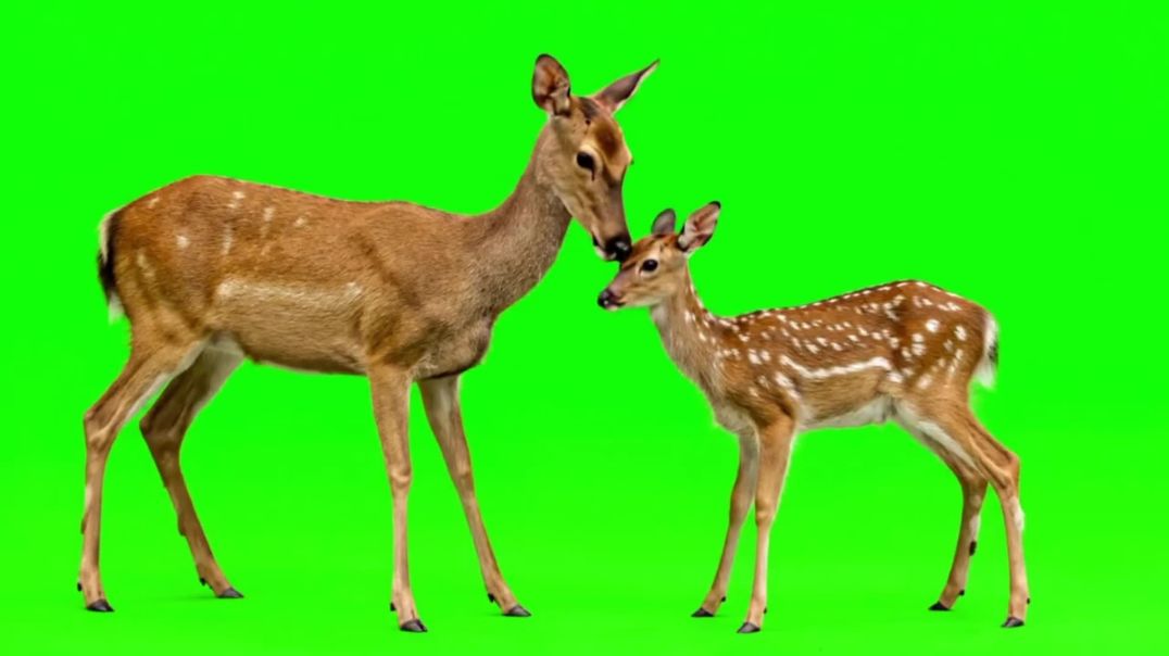 Mother and Baby Deer Green Screen - Free Download