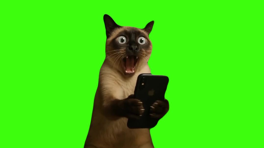⁣Shocked Cat with Smartphone Green Screen Meme Video