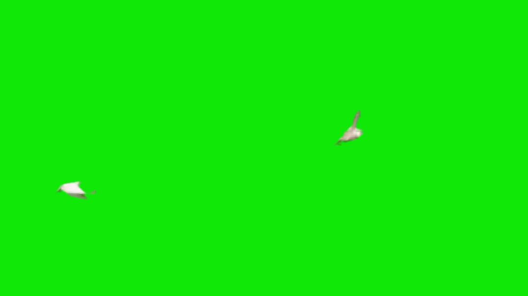 ⁣Flying White Dove Green Screen - Free Stock Footage
