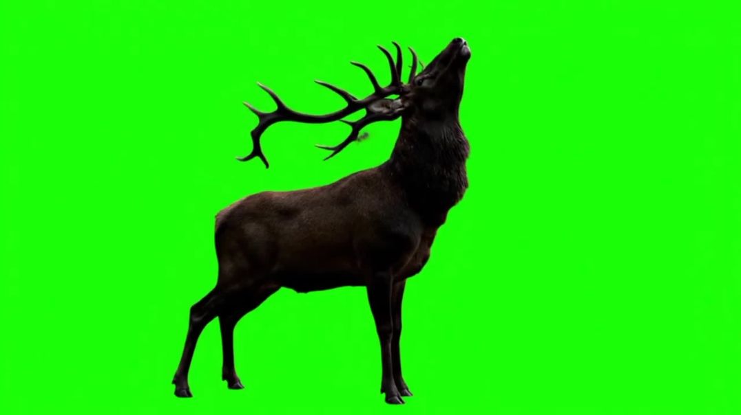 Elk Roaring Green Screen - Free Stock Footage