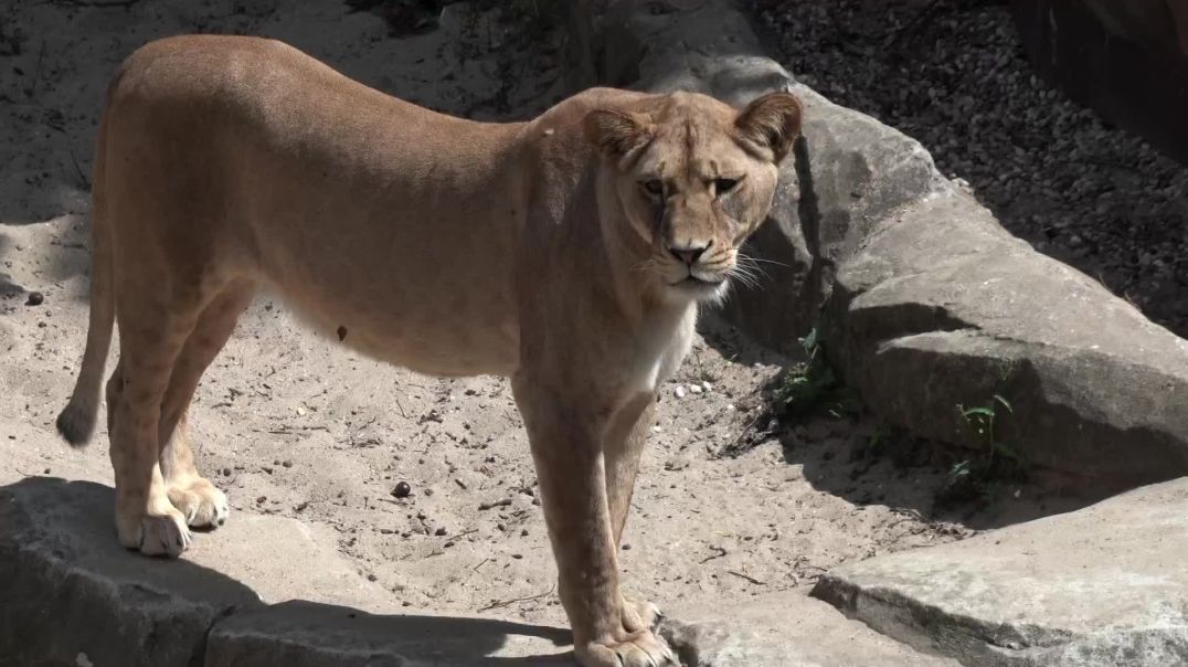 ⁣Lioness Nature B-Roll | Free Stock Footage