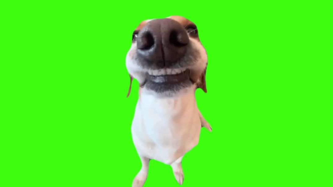 ⁣Smiling Dog Green Screen Meme Free Stock Footage