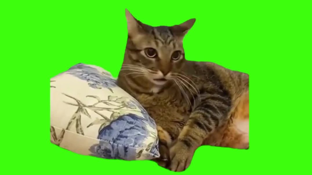 ⁣Funny Talking Cat Green Screen Free Stock Footage