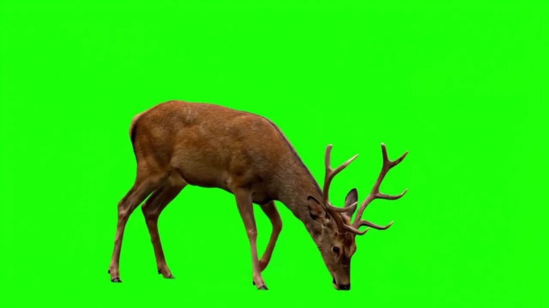 Deer Grazing and Looking Up Green Screen - Free Download