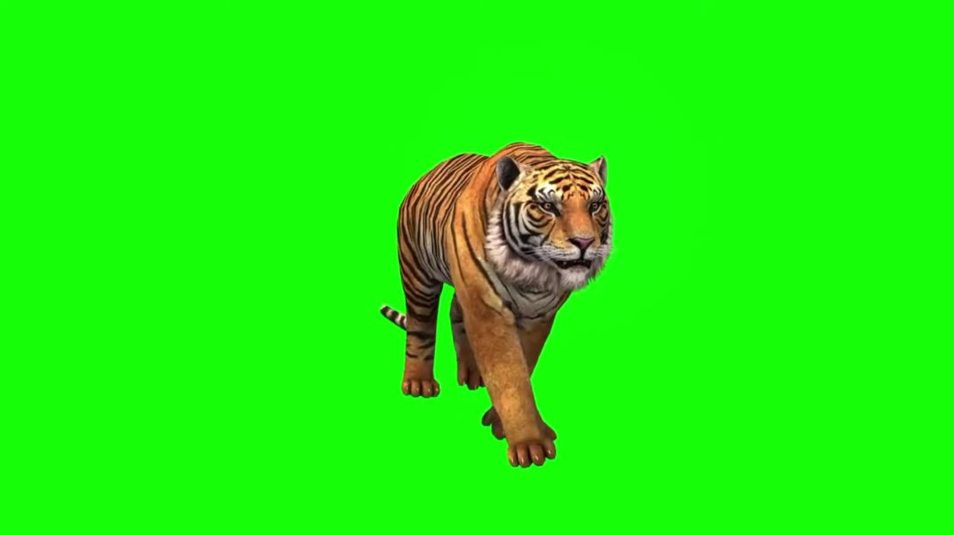 ⁣Walking Tiger Green Screen - Free Stock Footage