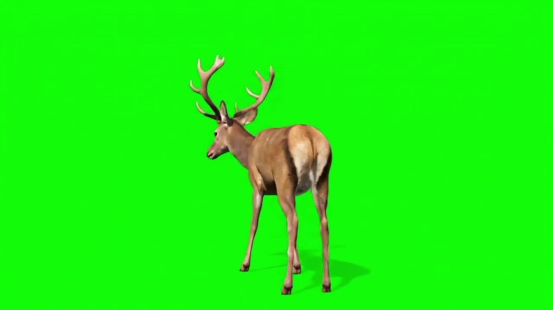 ⁣Walking and Standing Deer Green Screen - Free Download