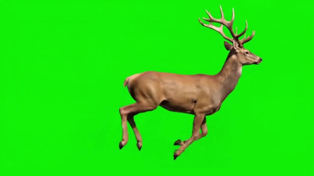 Deer Running Green Screen - Free Stock Footage