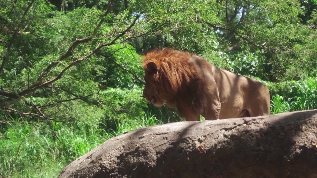 Cinematic Male Lion Roaring - Free Stock Footage