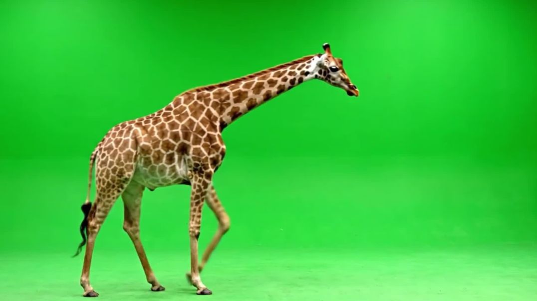 ⁣Walking Giraffe on Green Screen – Free Stock Footage