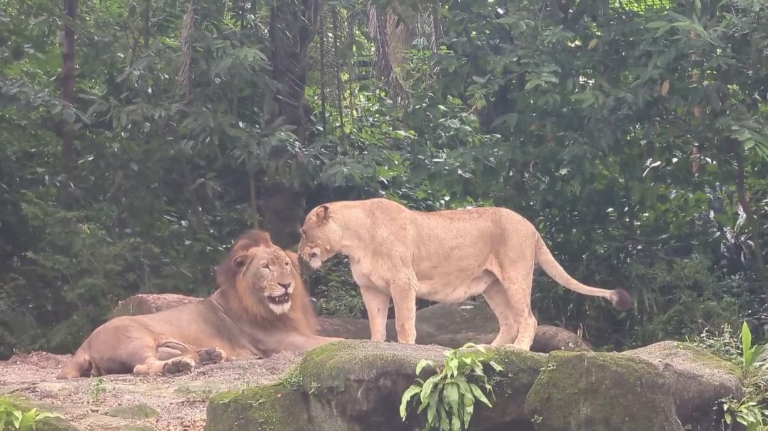 Lion and Lioness in Jungle Cinematic B-Roll