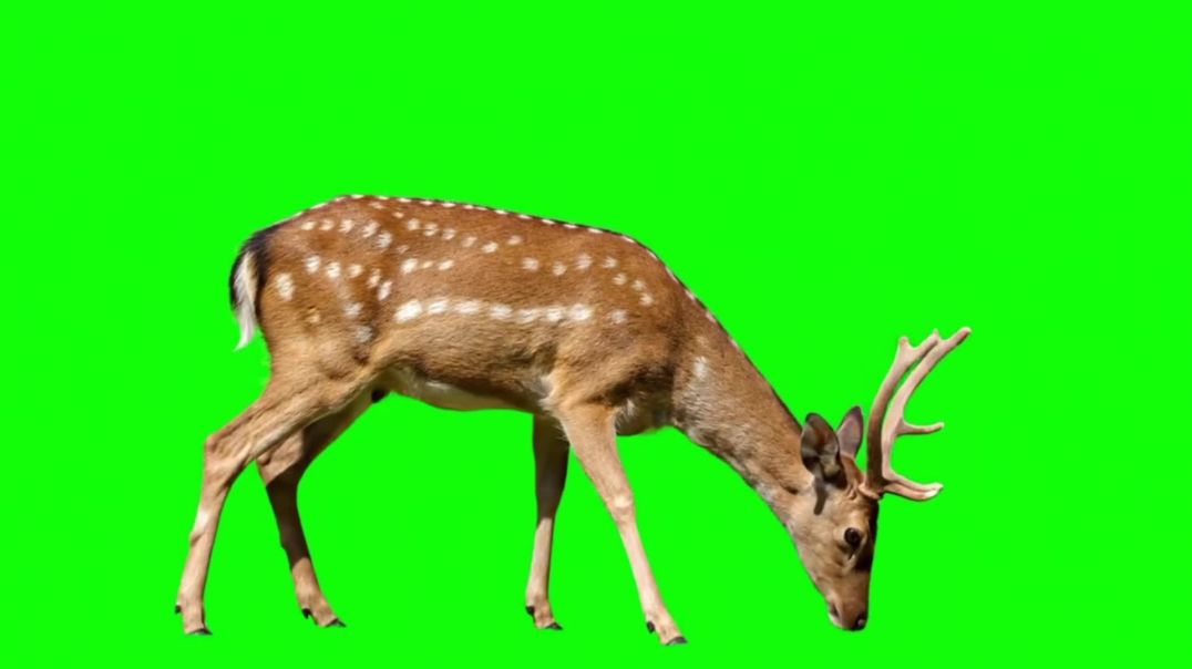 Deer Grazing Profile Green Screen - Free Download