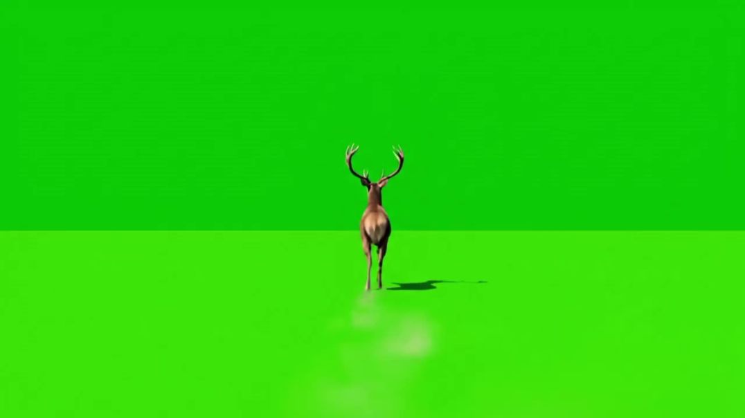 Buck Running Away Green Screen - Free Download