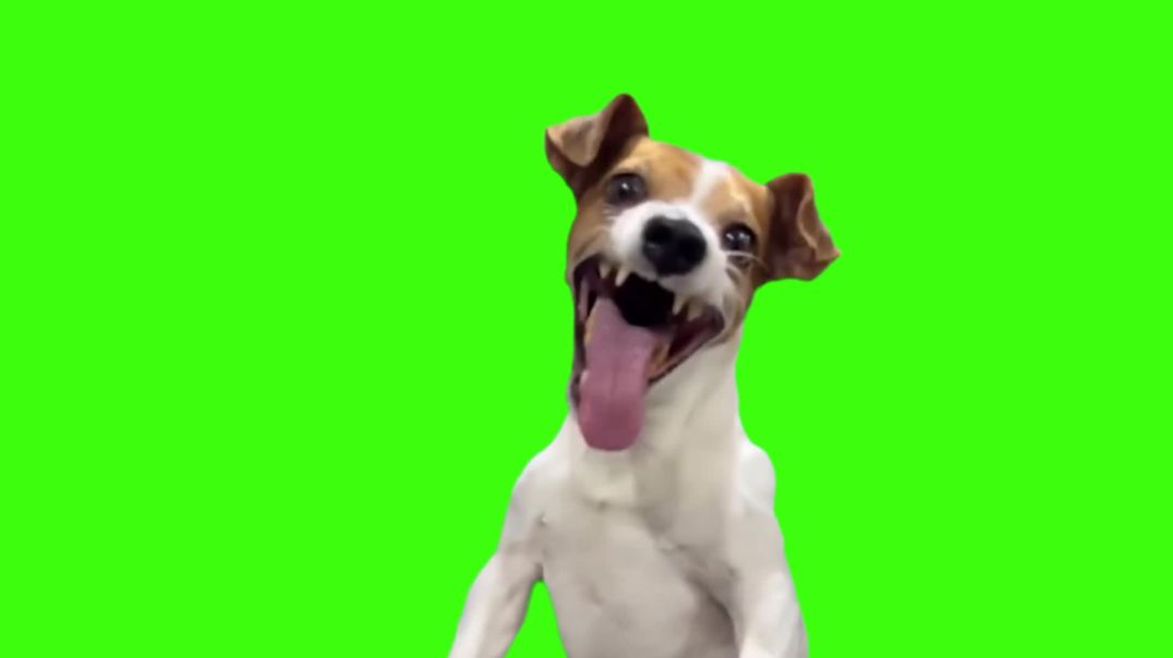 ⁣Barking Dog Green Screen Video Free Stock Footage