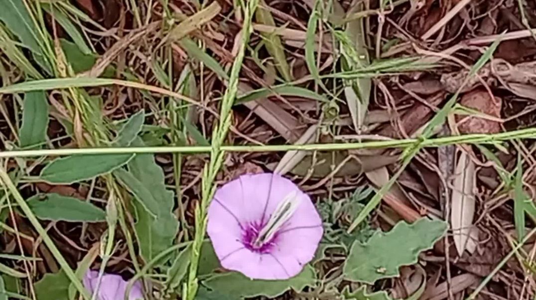⁣Beautiful Purple Wildflower Free Stock Footage