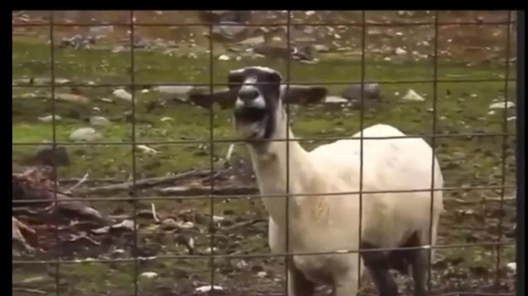 ⁣Funny Screaming Goat Meme - Free Stock Footage